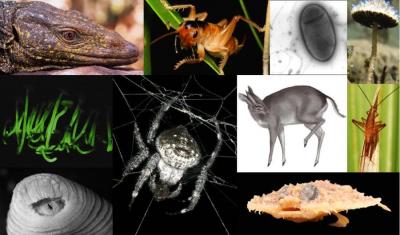 La top ten delle nuove specie
