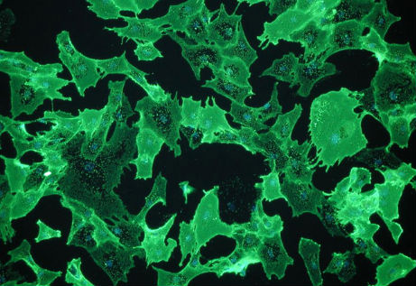 Estrogeni per moltiplicare le staminali