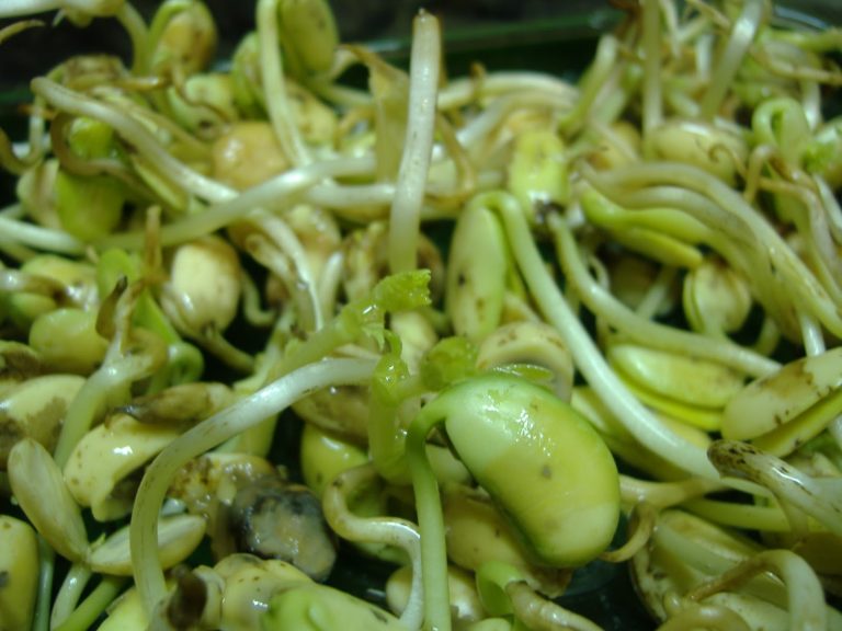 Batterio killer: assolti anche i germogli