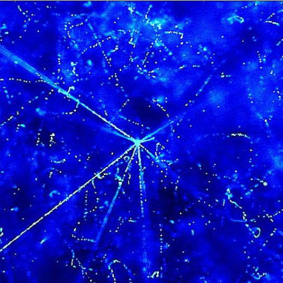 Un nuovo neutrino mutante