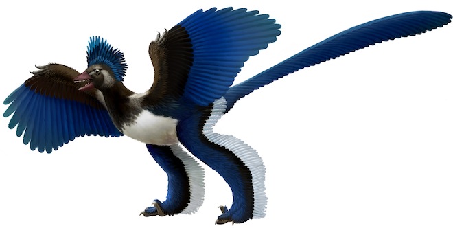 Archaeopteryx, più dinosauro che uccello