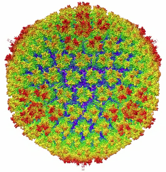 Salto di specie per l’adenovirus