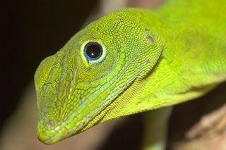 Anche la lucertola si fa furba