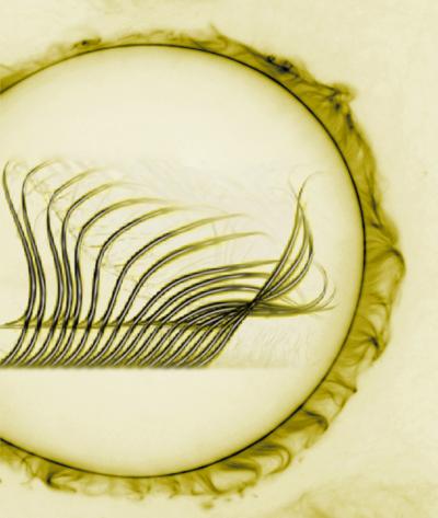 A lezione di nuoto dai batteri