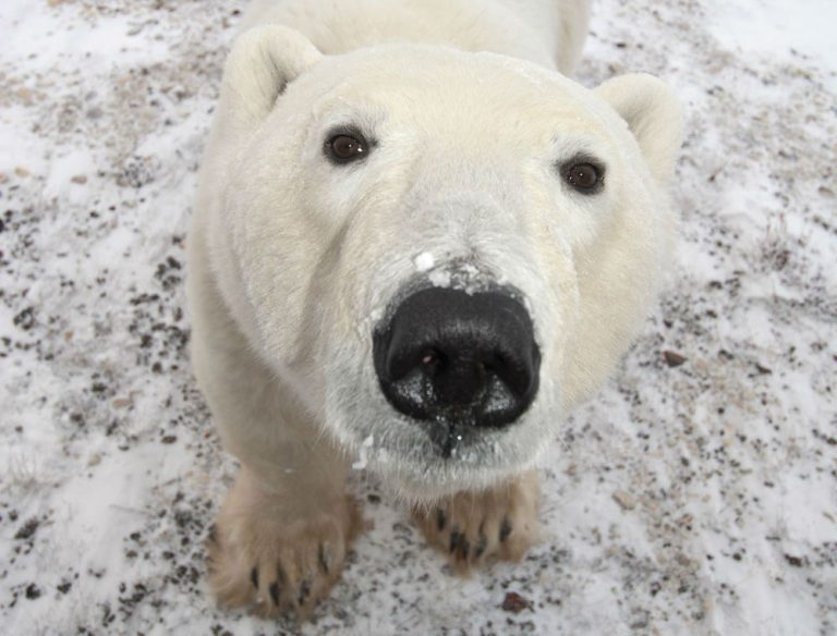 Il primo orso polare era una irlandese