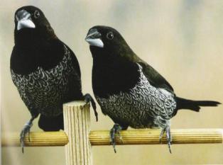 La grammatica dei passeri