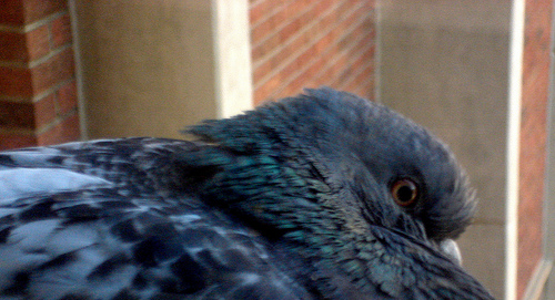 I piccioni ci guardano in faccia