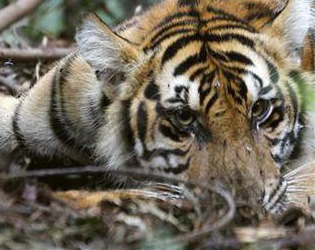 Così scompaiono le tigri di Sumatra