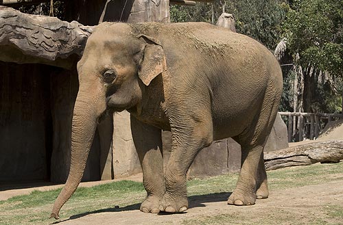 L’elefante che aguzza l’ingegno