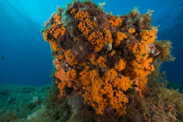 L’oro nero minaccia ancora il mare di Pantelleria