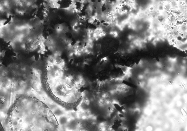 Le prime tracce di vita sulla Terra