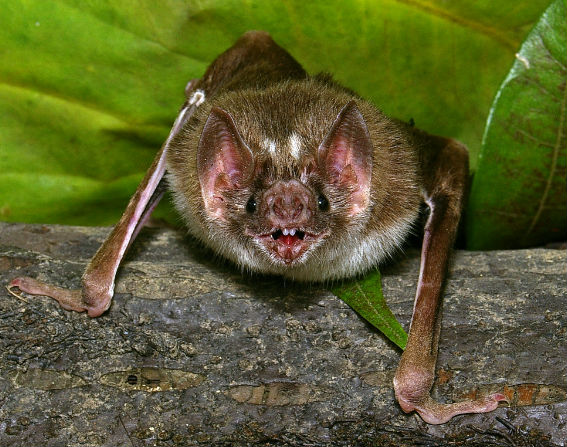 Il senso dei pipistrelli per il sangue