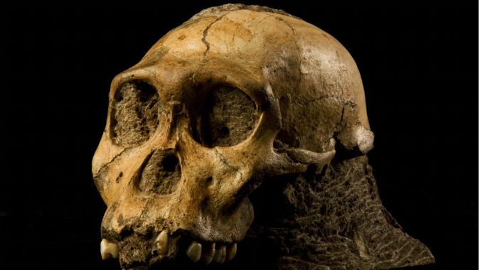 Sediba, l’australopithecus antenato?