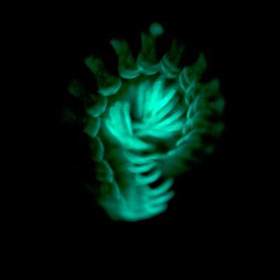Millepiedi, se si illumina è tossico