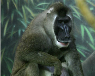 Cellule staminali per le specie a rischio