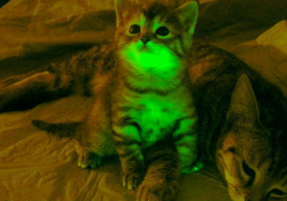 I gatti fluorescenti che non si ammalano di Aids