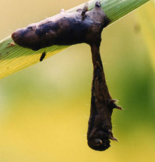 La farfalla manovrata dal virus