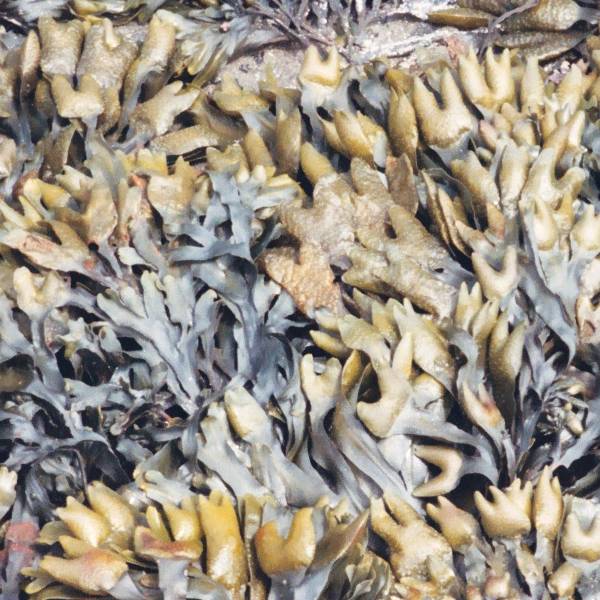 Metti l’alga nel telefonino