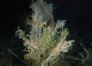 Il corallo che si illumina al tocco