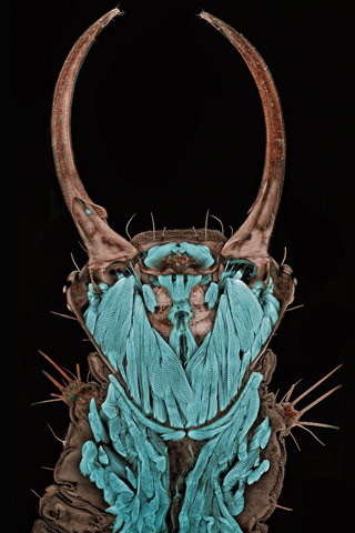 Il meraviglioso mondo del molto piccolo