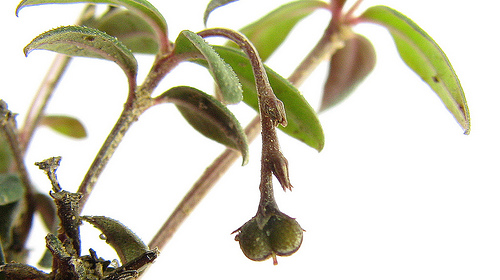 La pianta che si semina da sola