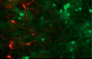 Neuroni da staminali: integrazione riuscita