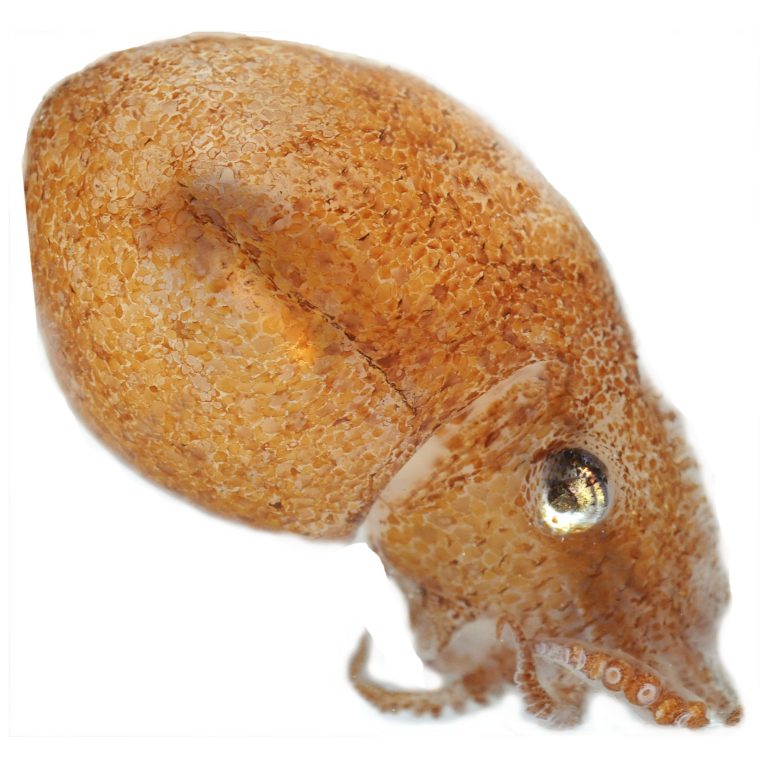 camuffamento polpi calamari