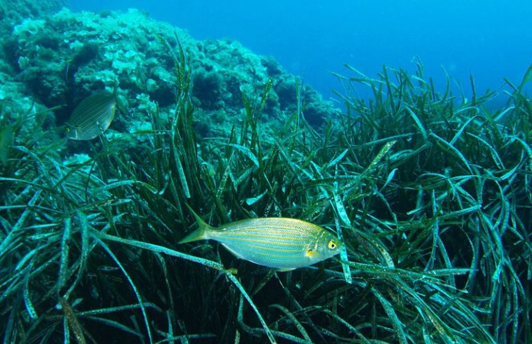 Le coste italiane salvate dalla Posidonia