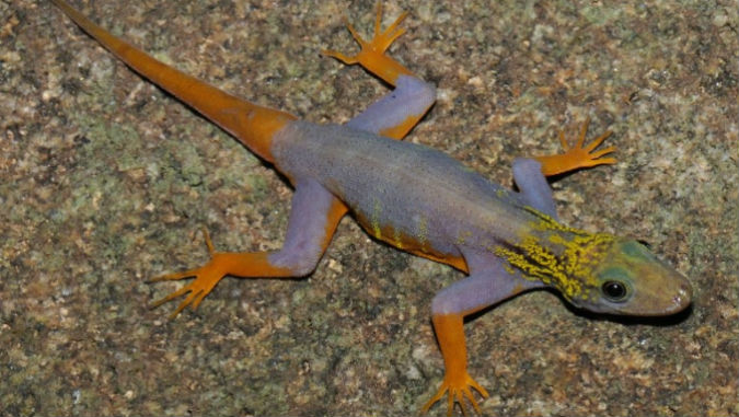 Piante mangiatopi e lucertole clonanti: le specie del Mekong