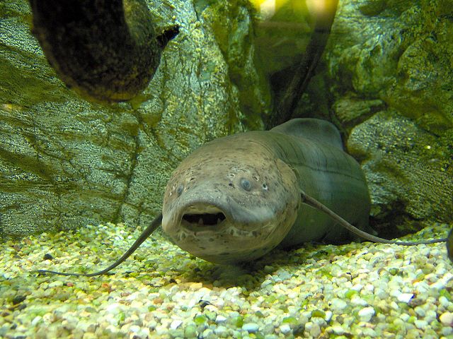 Il pesce che cammina Protopterus annectens