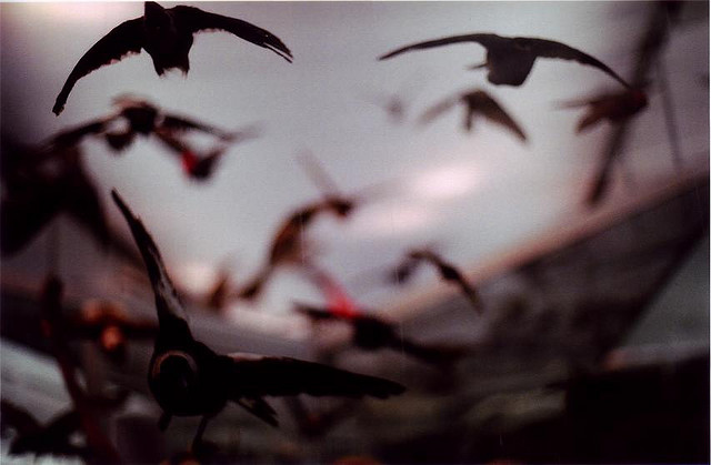 Avvelenati gli uccelli che ispirarono Hitchcock