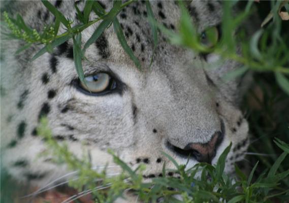 Sulle tracce del leopardo delle nevi