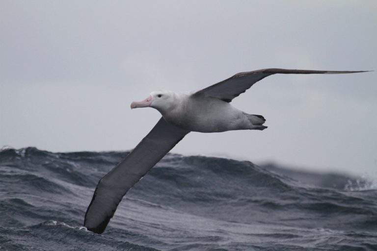 Global warming, per gli albatri è un vantaggio