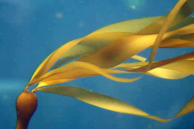 Metti un’alga nel motore