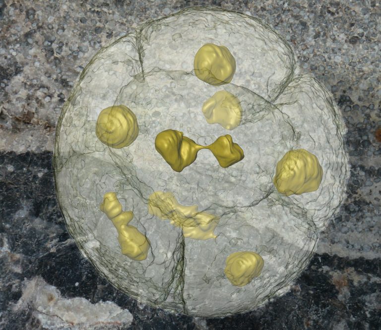 Il mistero dei fossili cinesi