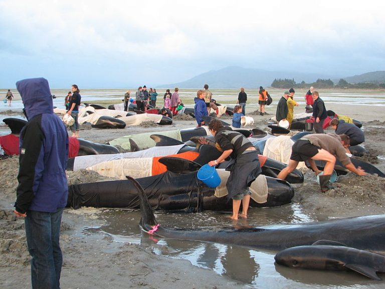 Cetacei uccisi dai sonar: un kit per scoprirlo