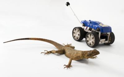Il robot ha la coda da lucertola
