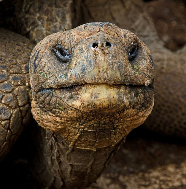 Ritrovate le tartarughe di Darwin