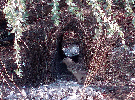 Illusioni ottiche per sedurre il partner