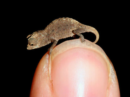 Il micro-camaleonte che viene dal Madagascar