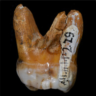 Da un mignolo i segreti dell’Uomo Denisoviano