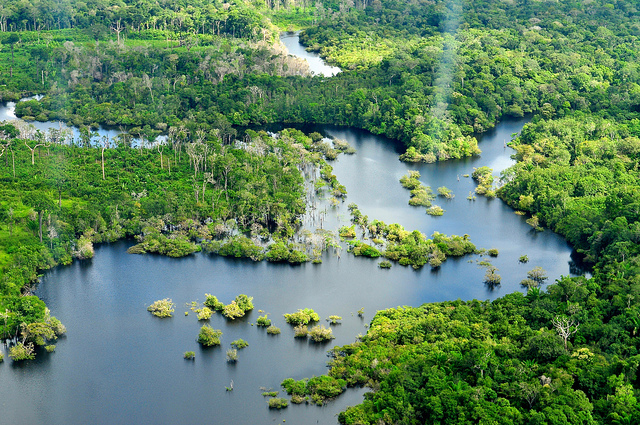 Il fungo dell’Amazzonia che mangia la plastica