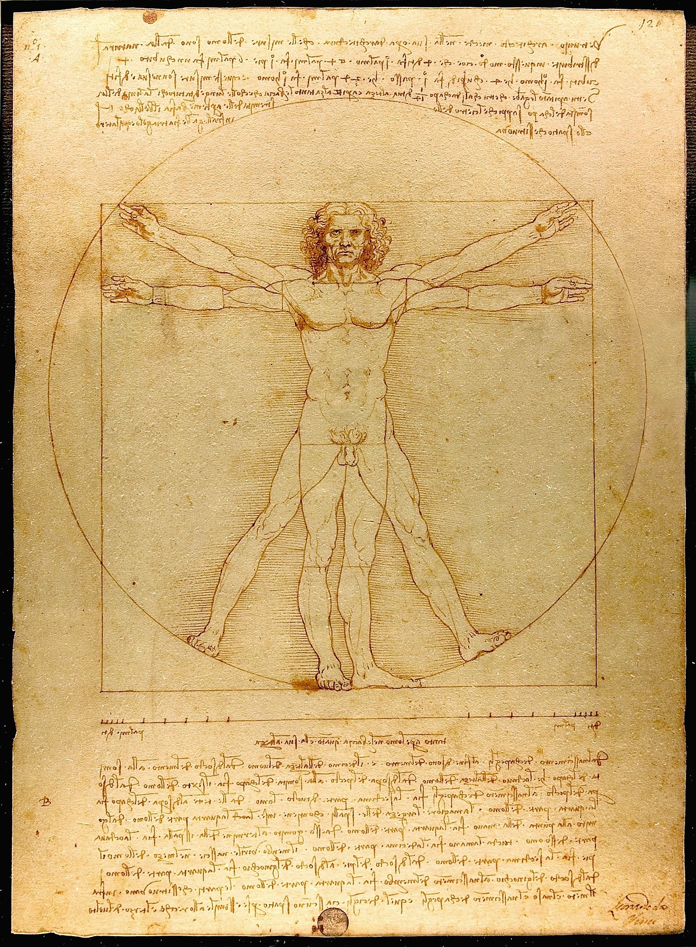 leonardo uomo vitruviano