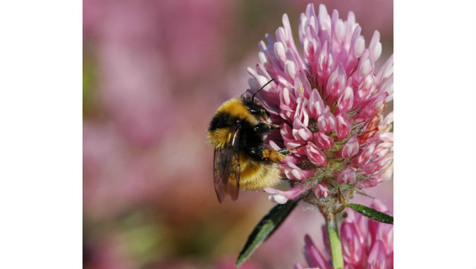 Moria delle api, l’effetto dei pesticidi