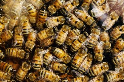 Il senso delle api per l’avventura