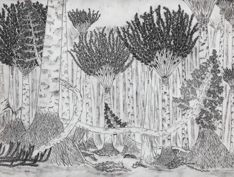 Nel cuore della foresta fossile