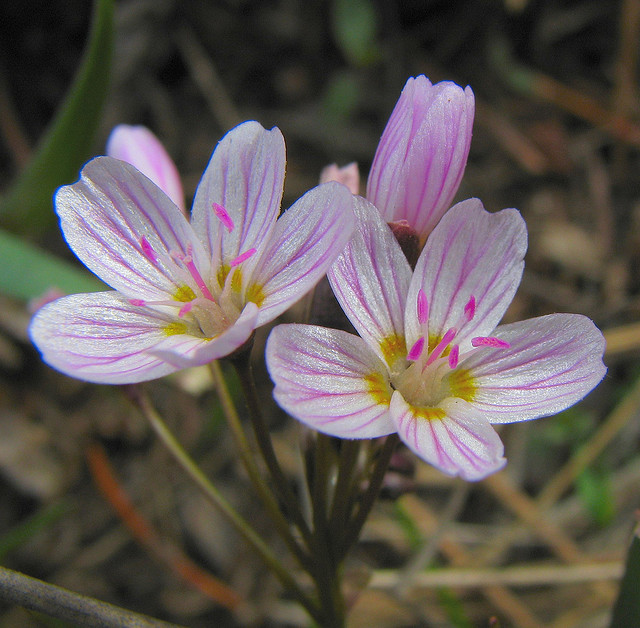 La primavera è in anticipo di un giorno