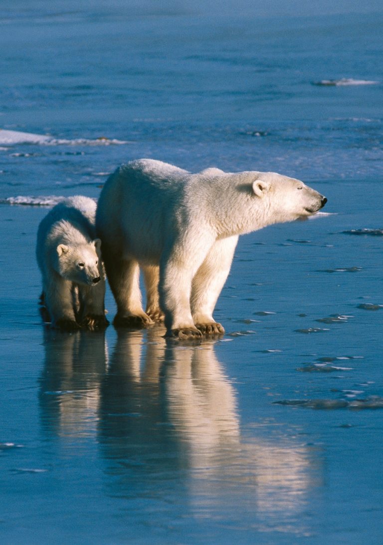 Quanto è antico l’orso polare?