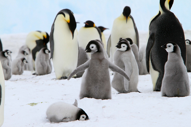 Contare i pinguini con il satellite