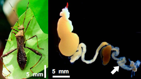 Batteri e insetti contro i pesticidi